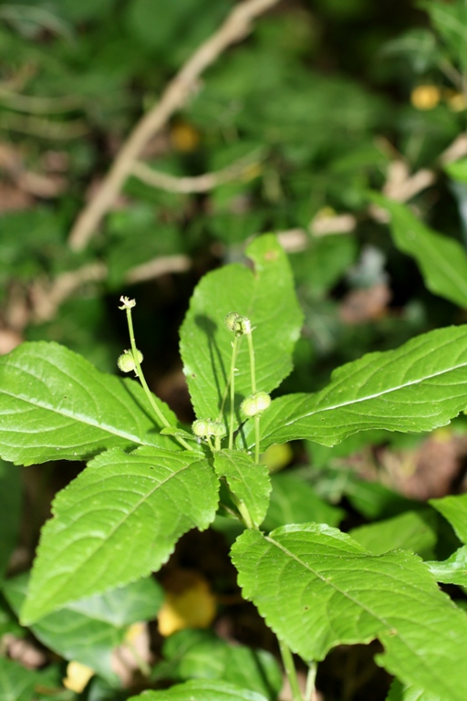 Изображение особи Mercurialis perennis.