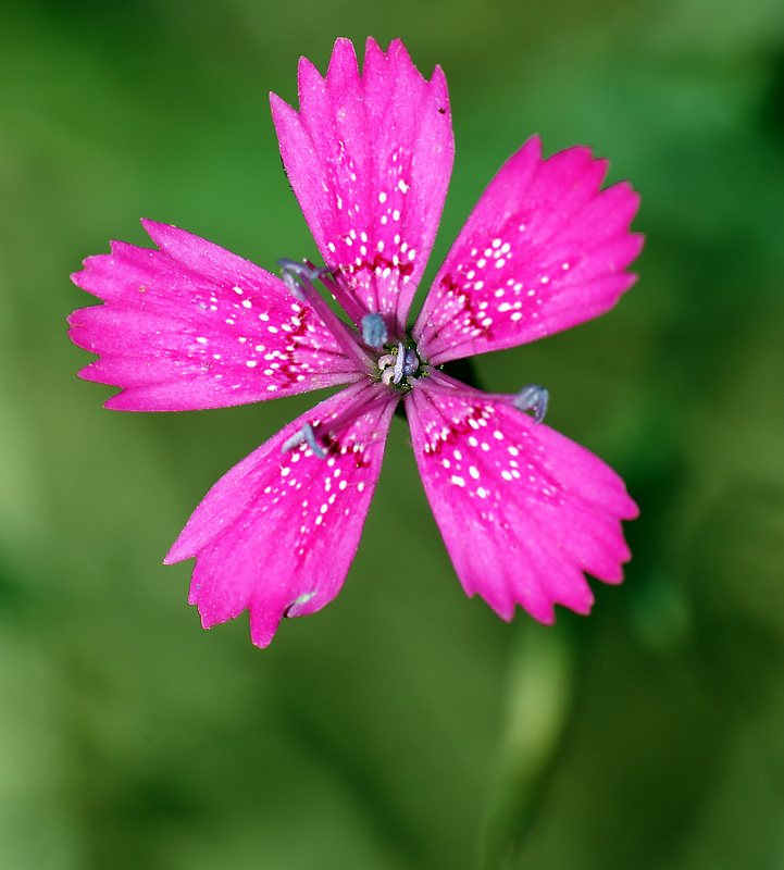 Изображение особи Dianthus deltoides.