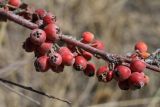 Cotoneaster oliganthus. Часть веточки с плодами. Узбекистан, Ташкентская обл., зап. отроги Чаткальского хр., ур. Чимган, Песочный перевал. 10.09.2011.