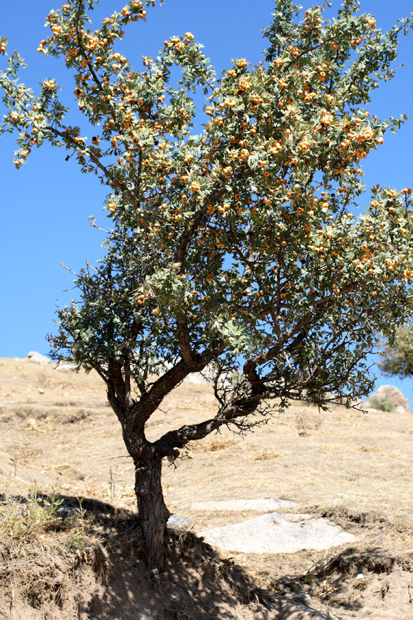 Image of Crataegus pontica specimen.
