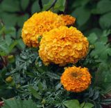 Tagetes erecta. Верхушка цветущего растения (махровая форма). Московская обл., Раменский р-н, окр. дер. Хрипань, садовый участок. 14.06.2011.
