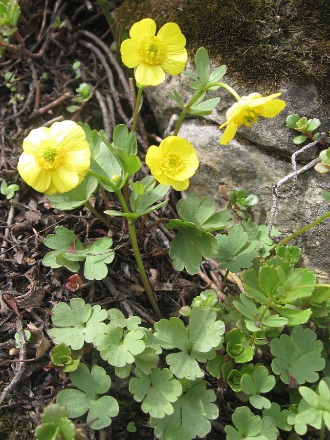 Изображение особи Ranunculus polyrhizos.