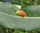 Salix triandra