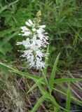 Veronica longifolia