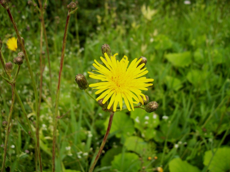 Image of Sonchus arvensis ssp. uliginosus specimen.