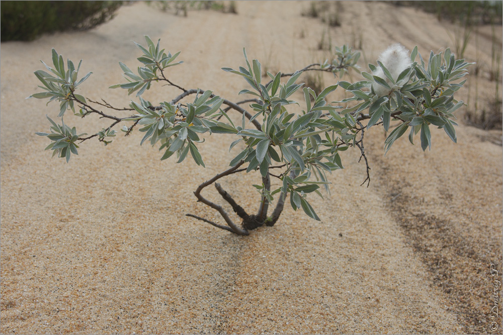 Image of Salix lapponum specimen.