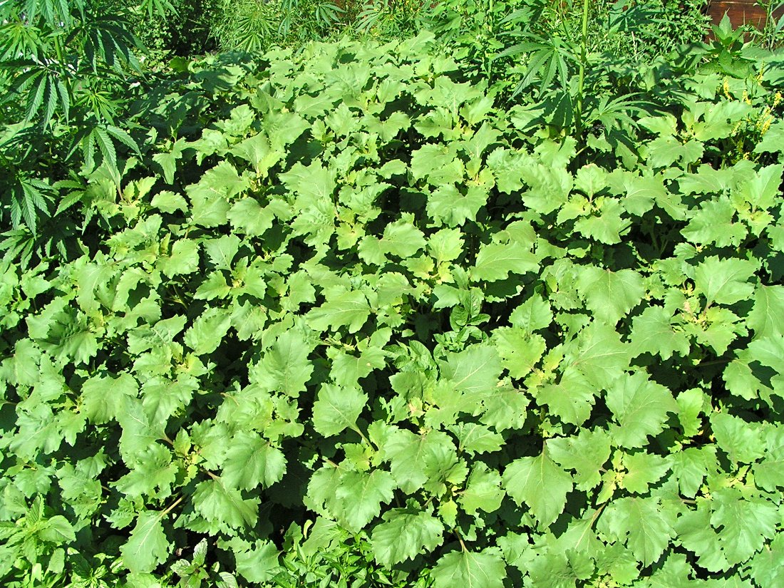 Image of Xanthium orientale specimen.