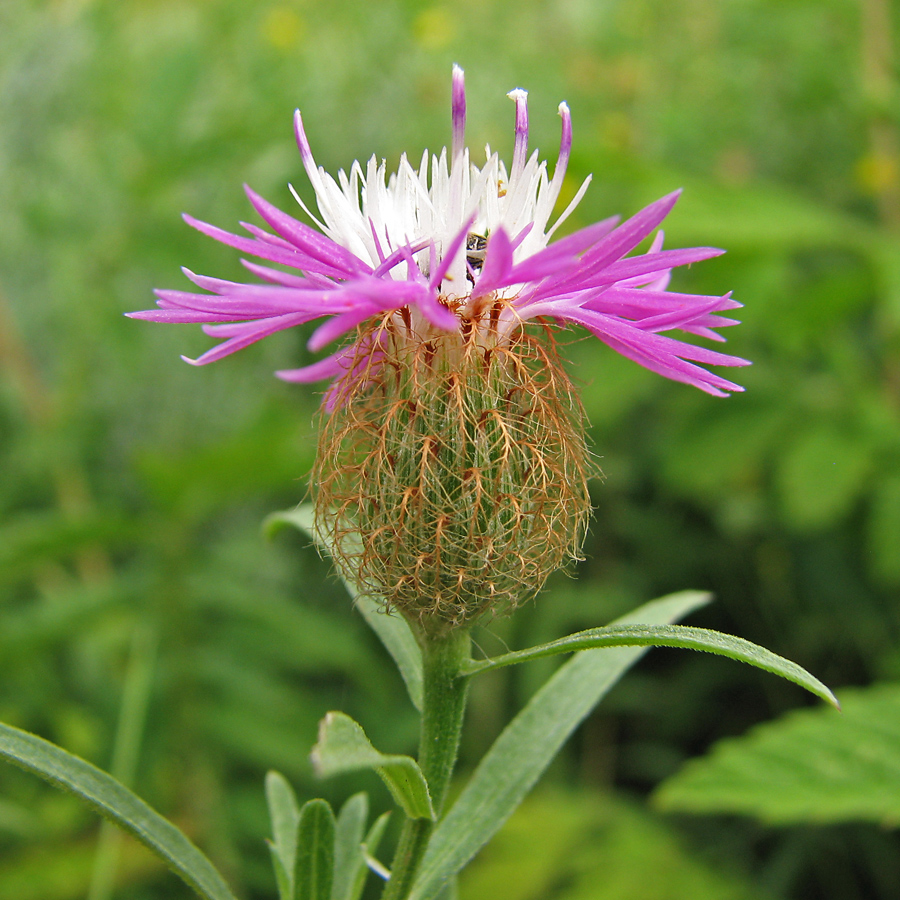 Изображение особи Centaurea trichocephala.