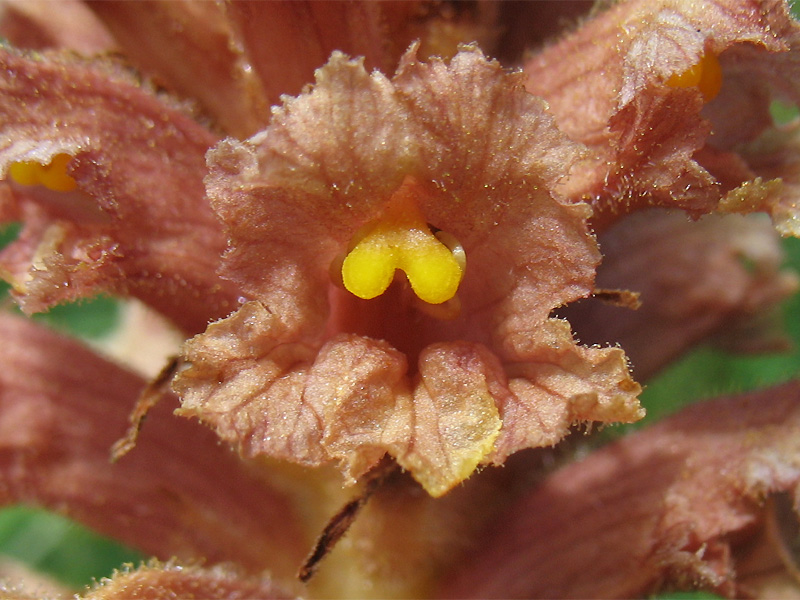 Image of Orobanche elatior specimen.