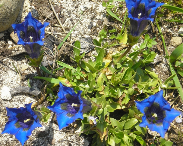 Image of Gentiana dinarica specimen.