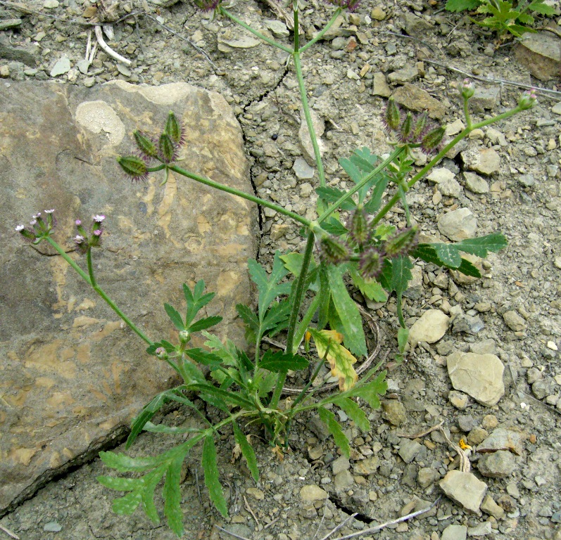 Image of Turgenia latifolia specimen.