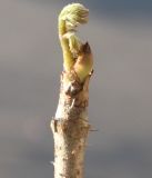 Aralia elata. Верхушка побега с с распускающимися листовыми почками. Германия, г. Кемпен, в культуре. 10.02.2012.