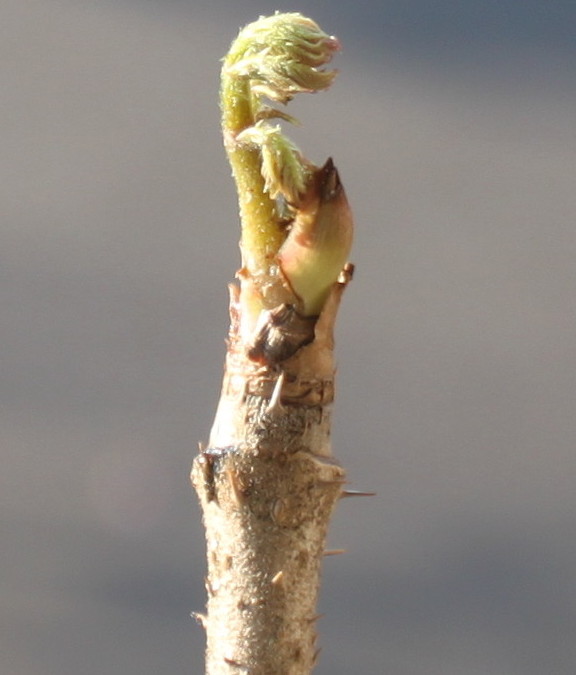 Image of Aralia elata specimen.