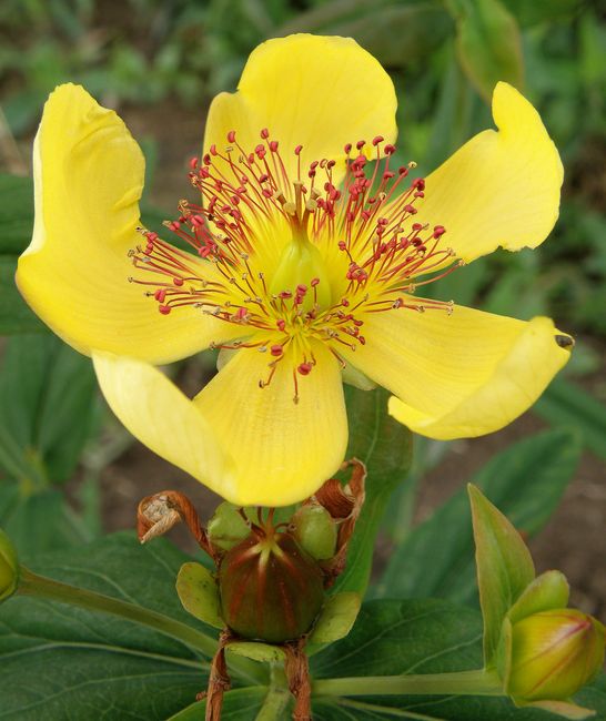 Image of Hypericum ascyron specimen.