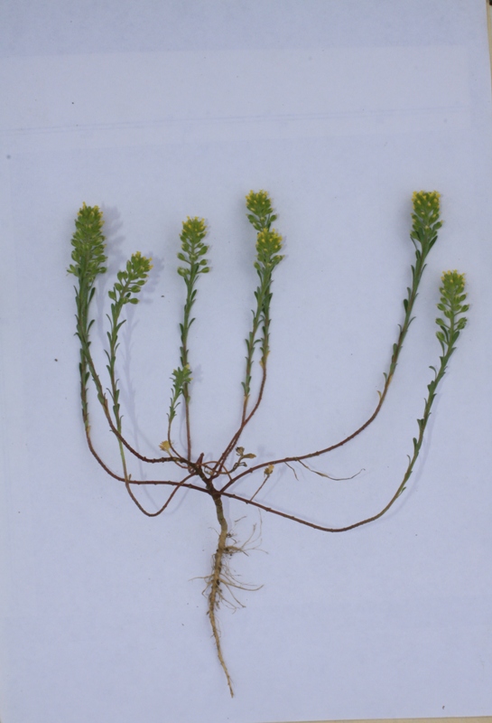 Image of Alyssum alyssoides specimen.