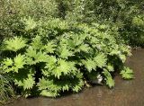 Petasites tatewakianus