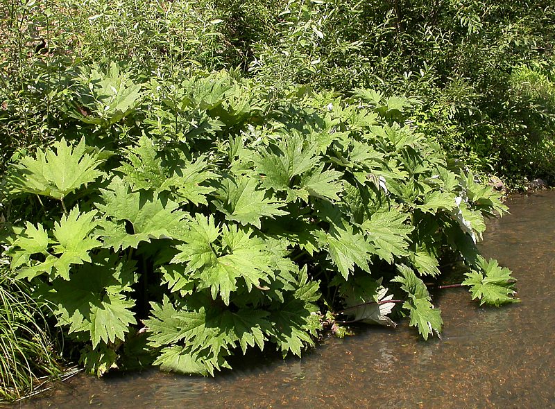 Image of Petasites tatewakianus specimen.