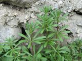 Galium aparine. Верхушки молодых побегов. Крым, окрестности Ялты. 1 апреля 2012 г.