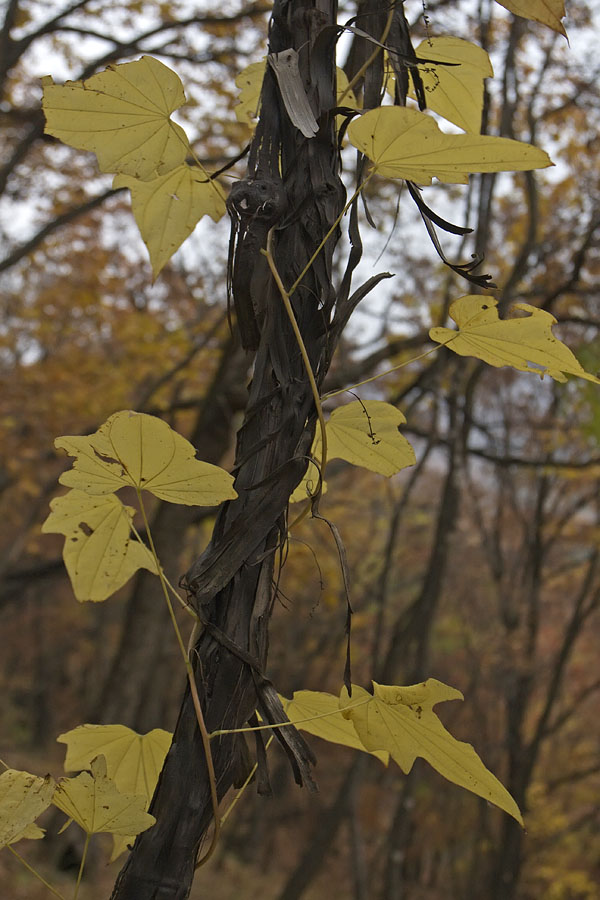 Image of Dioscorea nipponica specimen.