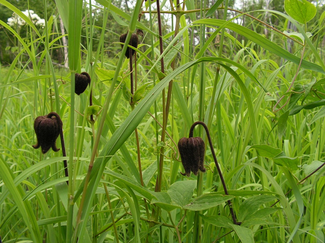 Image of Clematis fusca specimen.