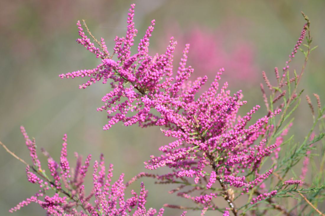 Image of Tamarix ramosissima specimen.