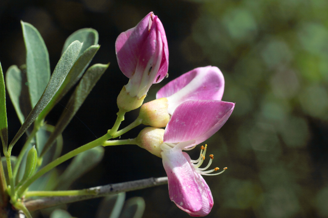 Image of Halimodendron halodendron specimen.