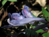 Corydalis subjenisseensis