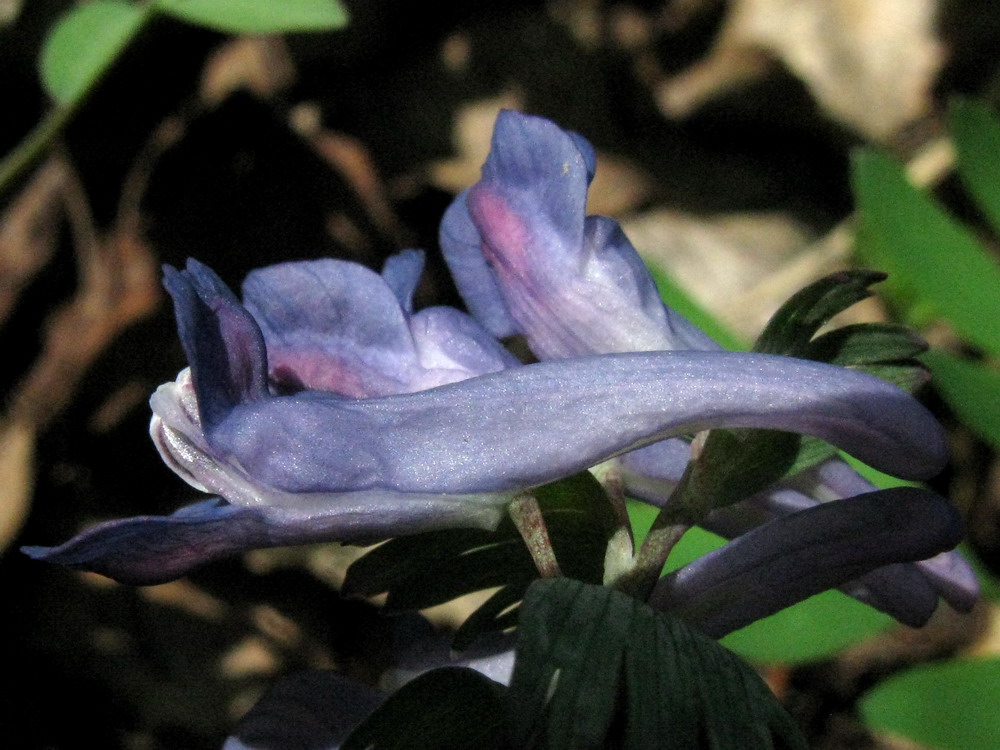 Image of Corydalis subjenisseensis specimen.