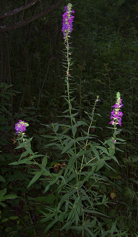 Image of Lythrum salicaria specimen.