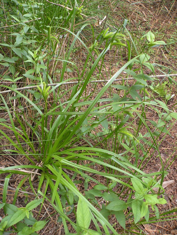 Изображение особи Carex pseudocyperus.