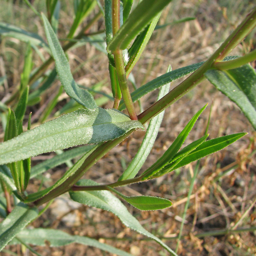 Image of Anchusa popovii specimen.