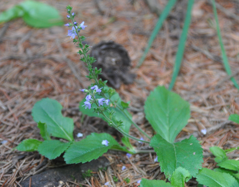 Изображение особи Veronica officinalis.