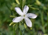 Saponaria officinalis