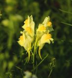 Linaria vulgaris. Соцветие. Украина, Донецкая обл., Славянский р-н, окр. с. Богородичное. 10.07.2012.