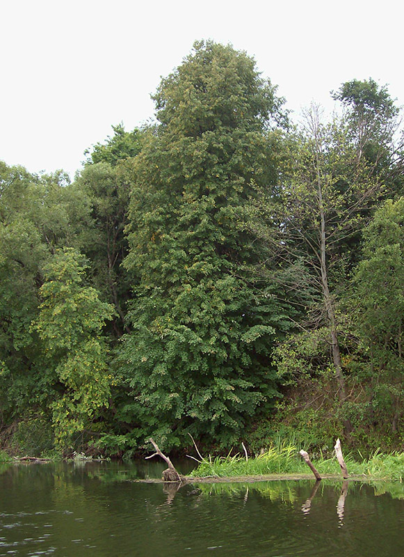 Image of Tilia cordata specimen.