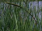 Typha angustifolia