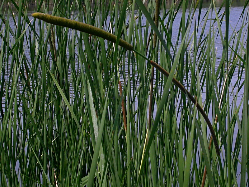 Изображение особи Typha angustifolia.