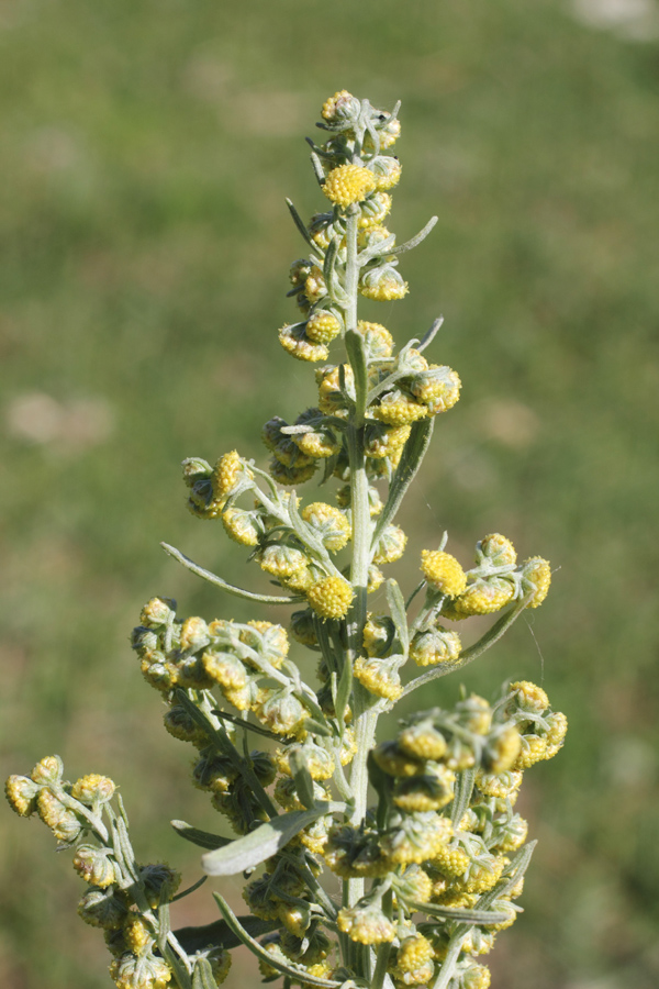 Изображение особи Artemisia absinthium.