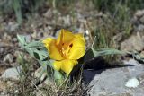 Tulipa greigii. Цветущее растение. Южный Казахстан, горы Каракус; высота 950 м н.у.м. 20.04.2012.
