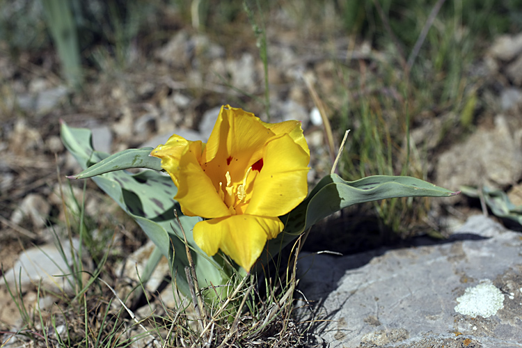 Изображение особи Tulipa greigii.