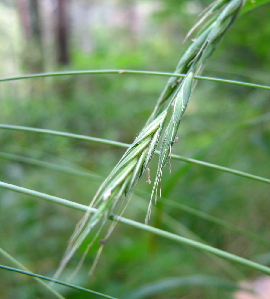Image of Brachypodium sylvaticum specimen.