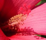 Hibiscus moscheutos