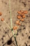 Meristotropis triphylla. Часть веточки с плодами. Узбекистан, Ташкентская обл., отроги Чаткальского хр. в окр. г. Газалкент. 25.08.2012.