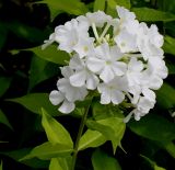 Phlox paniculata. Соцветие. Германия, г. Krefeld, ботанический сад. 31.07.2012.