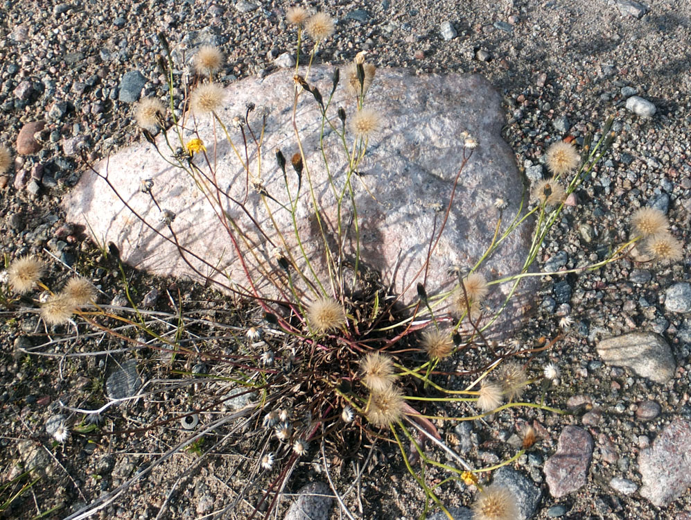 Image of Scorzoneroides autumnalis specimen.
