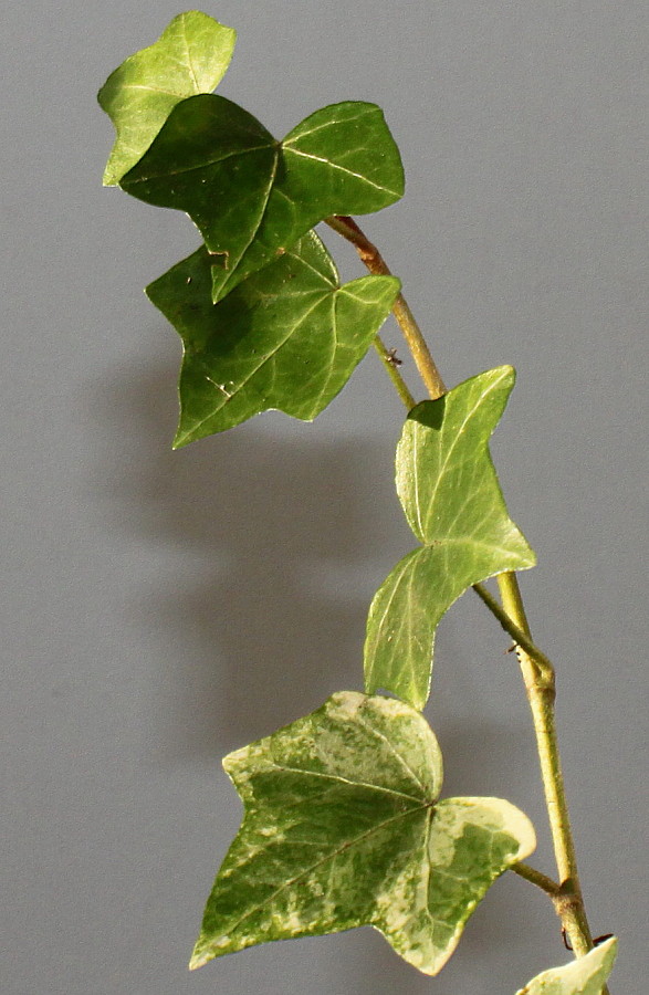 Изображение особи Hedera helix.