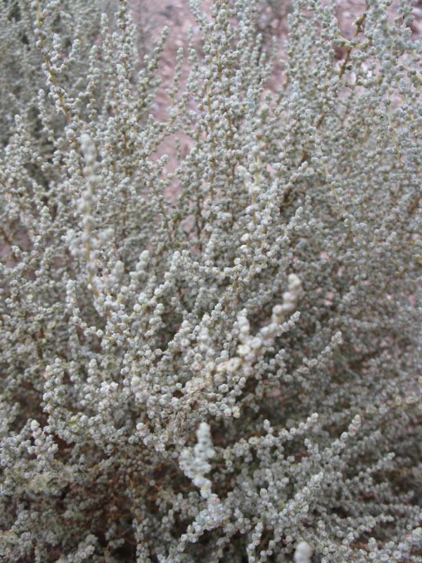 Image of familia Chenopodiaceae specimen.