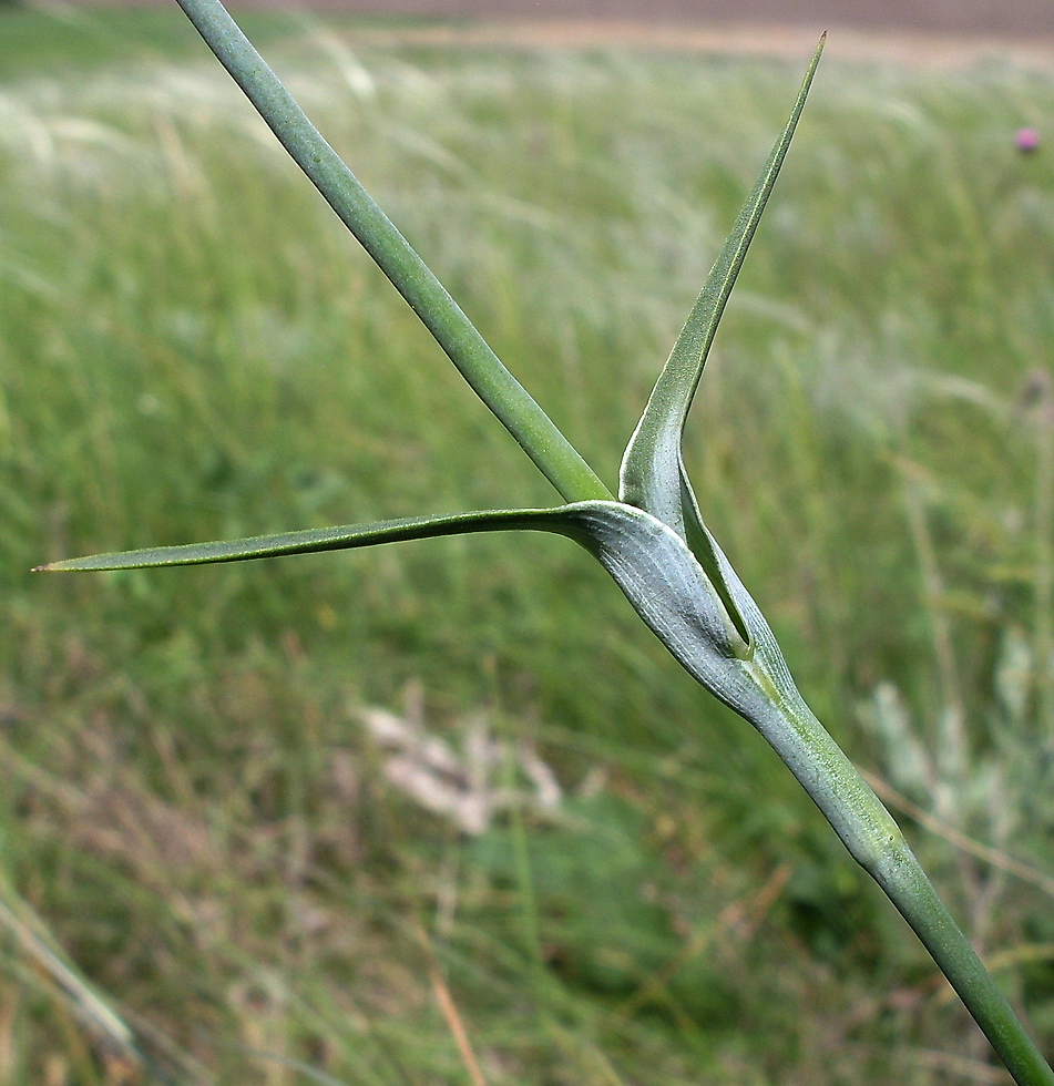 Image of Dianthus andrzejowskianus specimen.