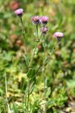 Erigeron caucasicus. Верхушка цветущего растения. Республика Адыгея, плато Лаго-Наки, ур. Верх. Цица. 24.07.2012.