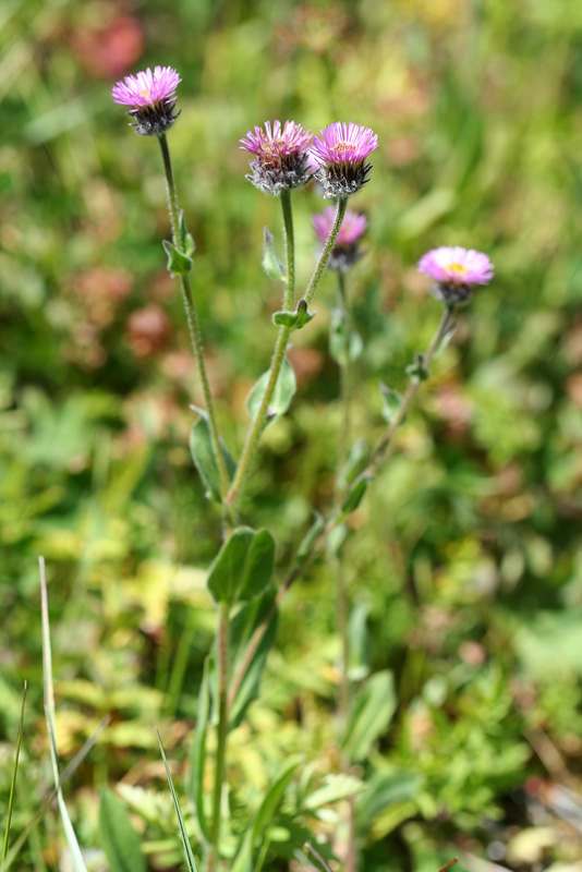 Image of Erigeron caucasicus specimen.